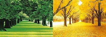 3D Picture 9782--Spring Trees/Autumn Trees